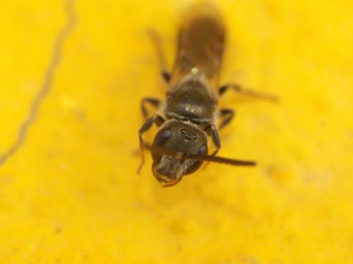Lasioglossum nitidulum